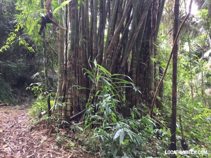 Sahakorn Forest - Kanchanaburi, Thailand Filming Location