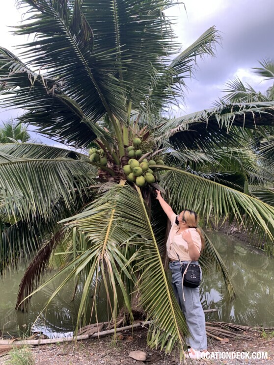 Coconut Plantation - Nakhon Pathom, Thailand Filming Location