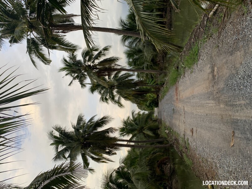Coconut Plantation - Nakhon Pathom, Thailand Filming Location