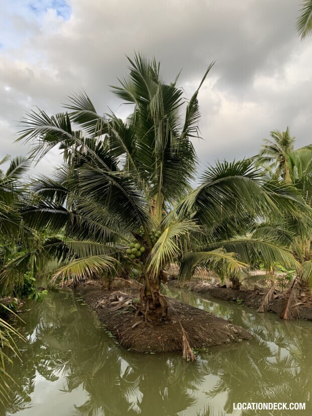 Coconut Plantation - Nakhon Pathom, Thailand Filming Location