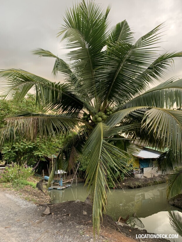 Coconut Plantation - Nakhon Pathom, Thailand Filming Location