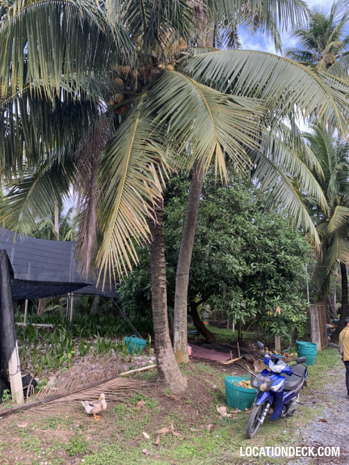 Coconut Plantation - Nakhon Pathom, Thailand Filming Location