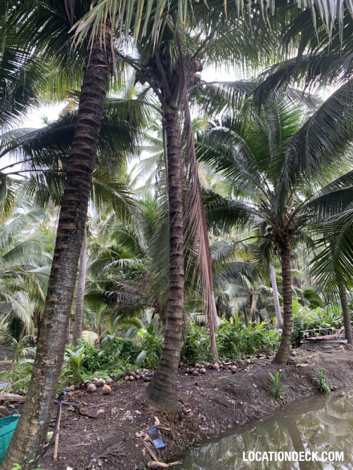 Coconut Plantation - Nakhon Pathom, Thailand Filming Location