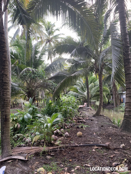 Coconut Plantation - Nakhon Pathom, Thailand Filming Location