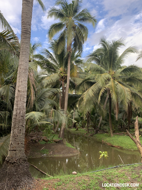 Coconut Plantation - Nakhon Pathom, Thailand Filming Location