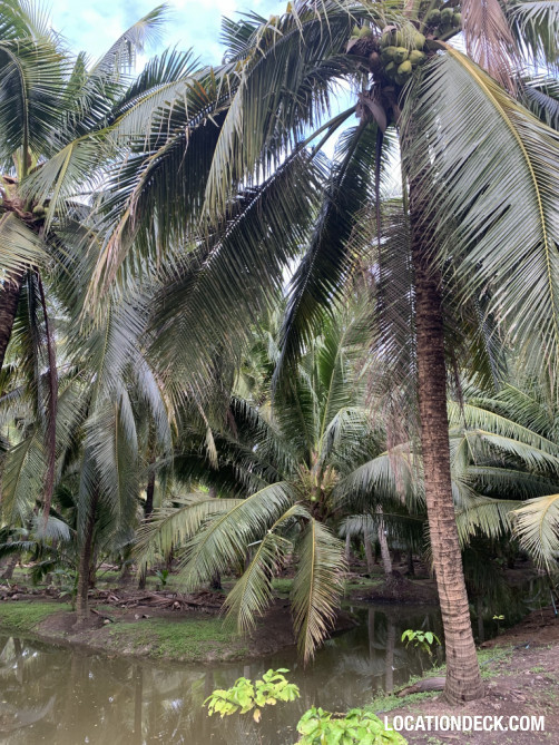 Coconut Plantation - Nakhon Pathom, Thailand Filming Location