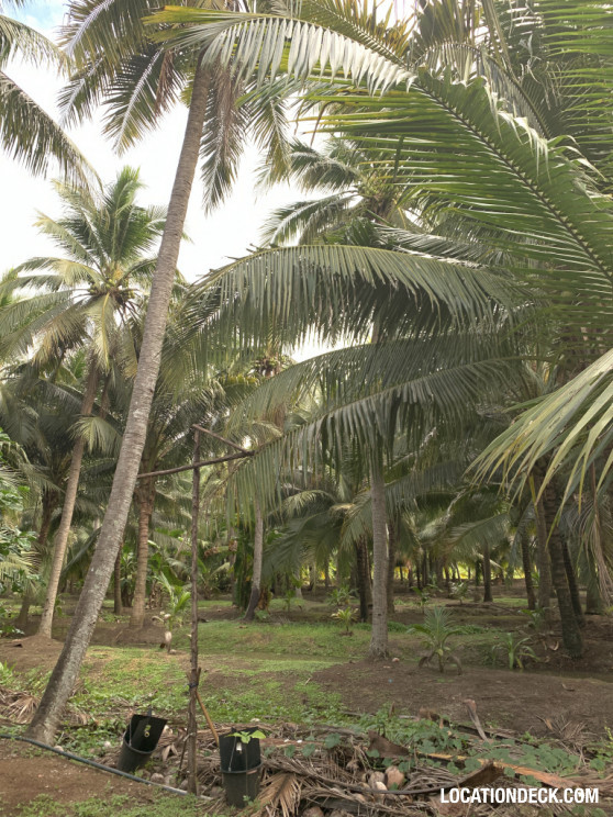 Coconut Plantation - Nakhon Pathom, Thailand Filming Location