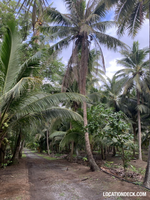 Coconut Plantation - Nakhon Pathom, Thailand Filming Location