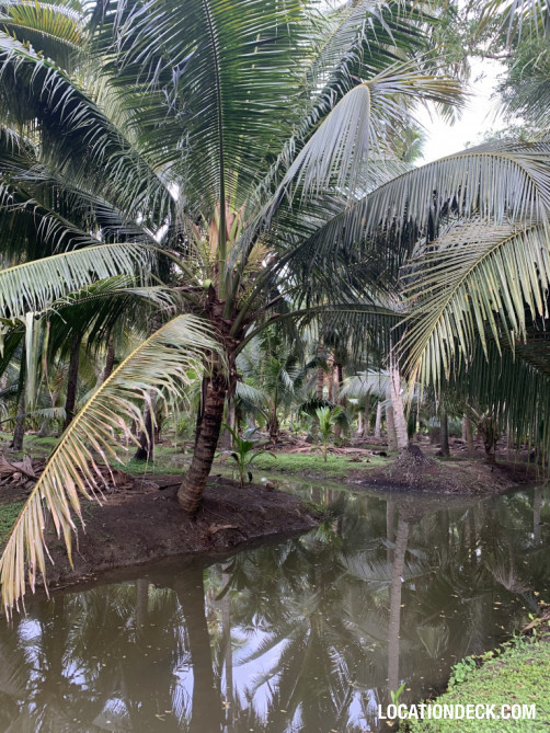 Coconut Plantation - Nakhon Pathom, Thailand Filming Location