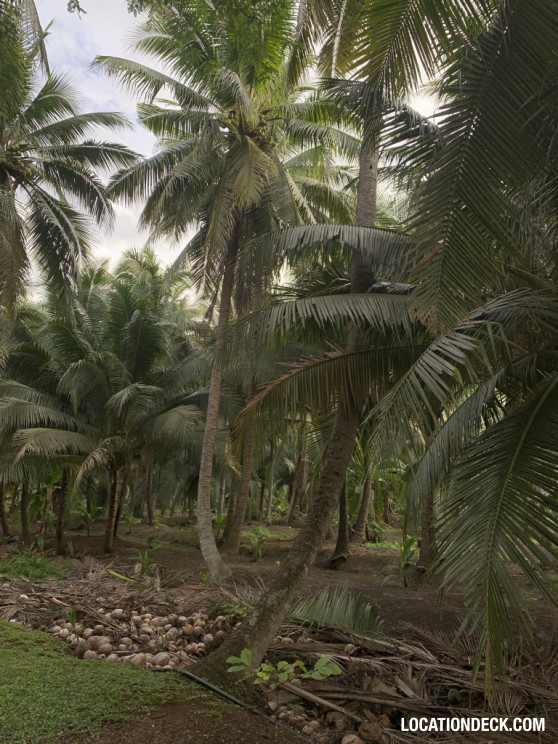 Coconut Plantation - Nakhon Pathom, Thailand Filming Location