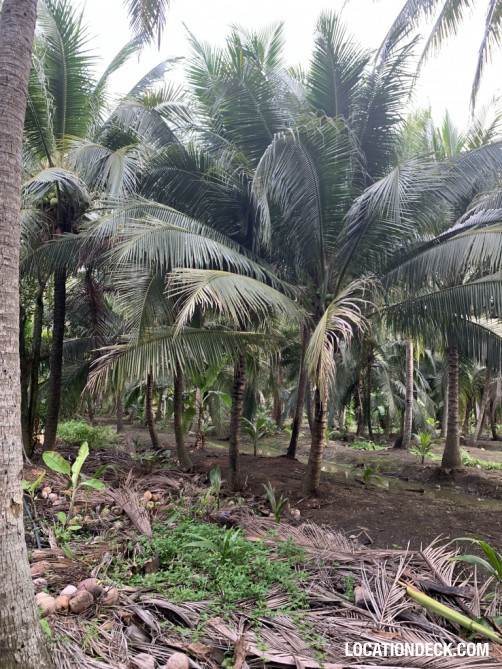 Coconut Plantation - Nakhon Pathom, Thailand Filming Location