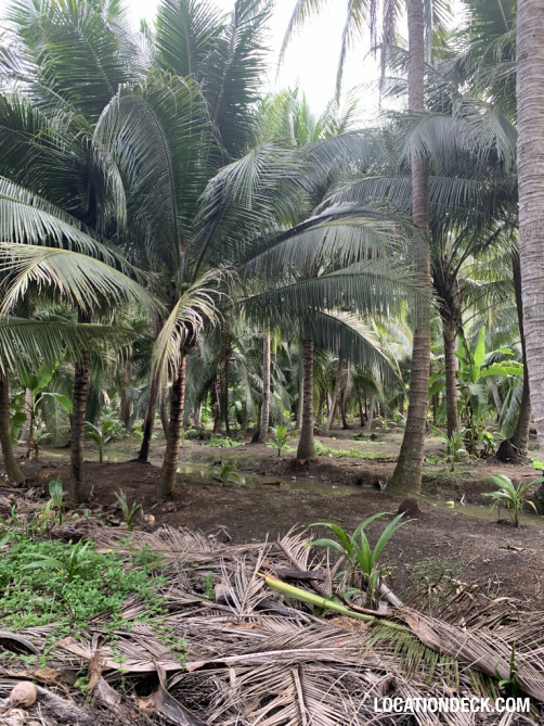 Coconut Plantation - Nakhon Pathom, Thailand Filming Location