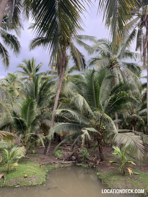 Coconut Plantation - Nakhon Pathom, Thailand Filming Location