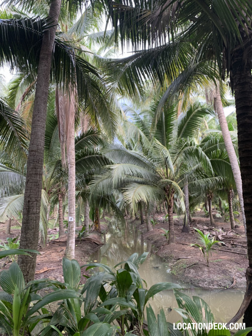 Coconut Plantation - Nakhon Pathom, Thailand Filming Location
