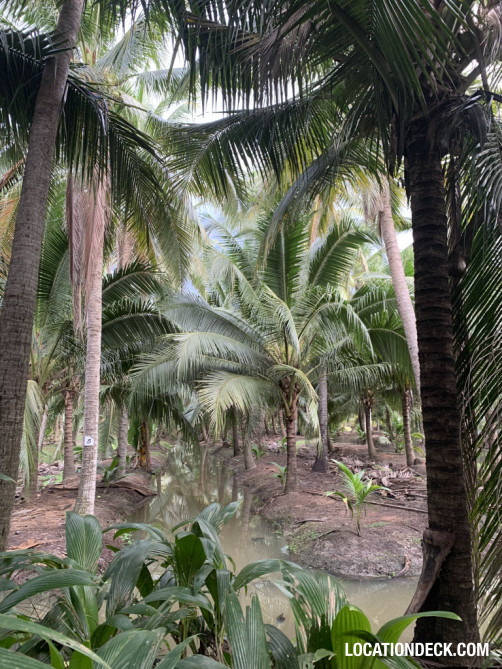 Coconut Plantation - Nakhon Pathom, Thailand Filming Location