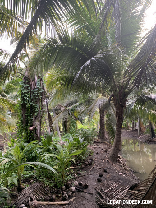 Coconut Plantation - Nakhon Pathom, Thailand Filming Location
