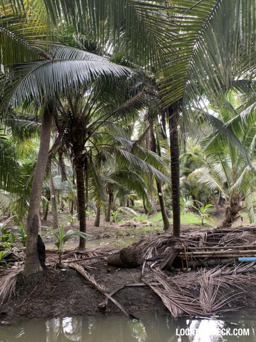 Coconut Plantation - Nakhon Pathom, Thailand Filming Location