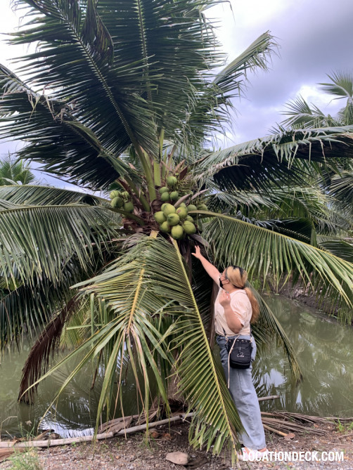 Coconut Plantation - Nakhon Pathom, Thailand Filming Location