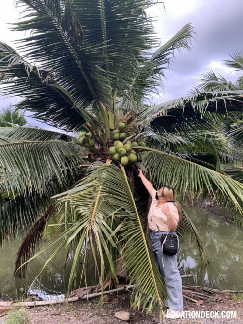 Coconut Plantation - Nakhon Pathom, Thailand Filming Location