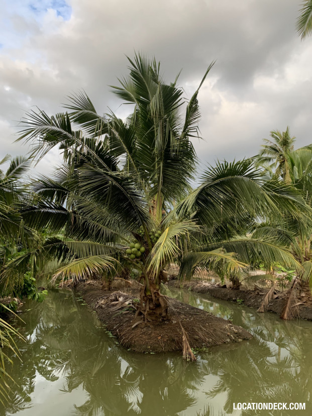 Coconut Plantation - Nakhon Pathom, Thailand Filming Location