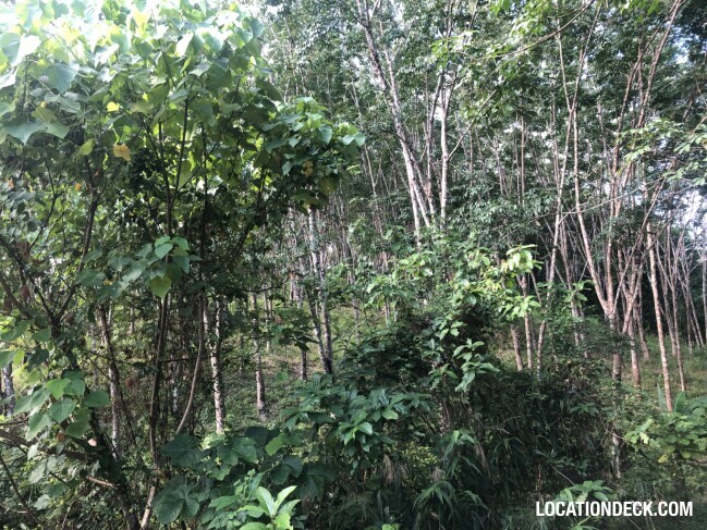 Maniq Tribes Forests - Satun, Thailand Filming Location