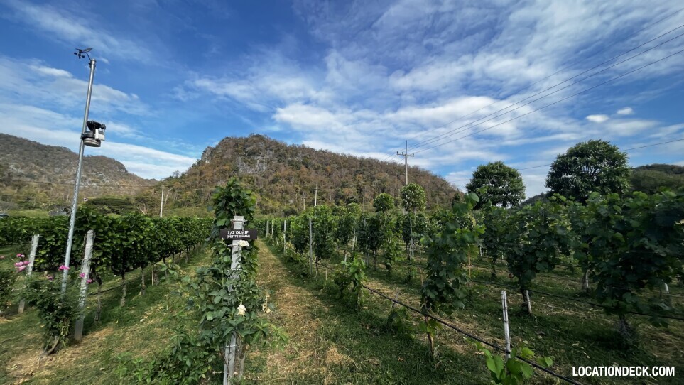 GranMonte Vineyard and Winery - Saraburi, Thailand Filming Location