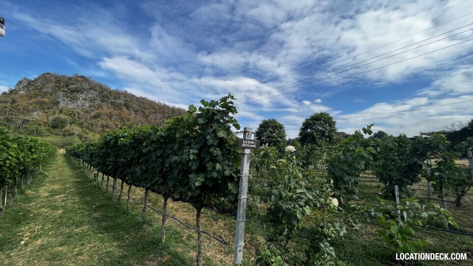 GranMonte Vineyard and Winery - Saraburi, Thailand Filming Location