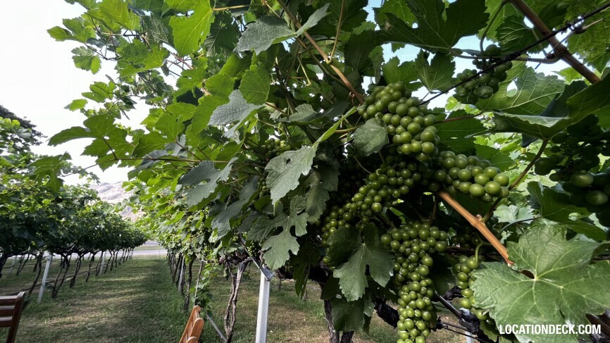 GranMonte Vineyard and Winery - Saraburi, Thailand Filming Location