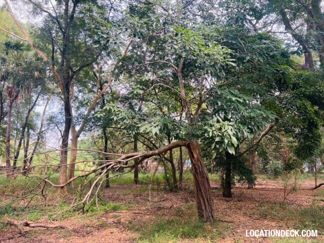 Suan Klin Kaew Forest - Nonthaburi, Thailand Filming Location
