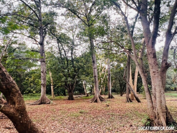 Suan Klin Kaew Forest - Nonthaburi, Thailand Filming Location