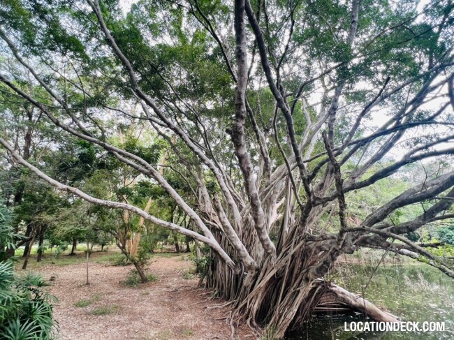 Suan Klin Kaew Forest - Nonthaburi, Thailand Filming Location