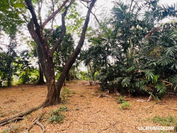 Suan Klin Kaew Forest - Nonthaburi, Thailand Filming Location