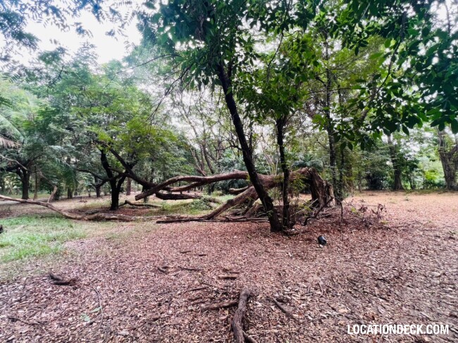 Suan Klin Kaew Forest - Nonthaburi, Thailand Filming Location